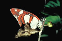 Limenitis reducta