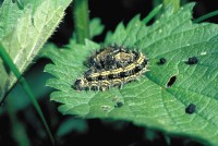 Aglais urticae