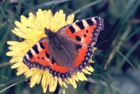 Aglais urticae