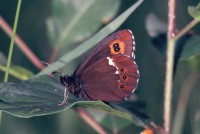 Erebia ligea