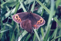 Erebia aethiops