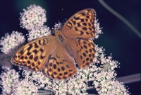 Argynnis paphia