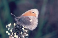 Coenonympha pamphilus