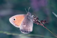 Coenonympha pamphilus