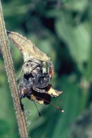 Aglais urticae