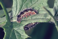 Vanessa cardui