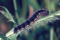 Vanessa cardui