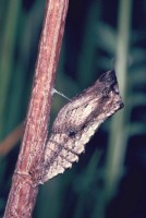 Papilio machaon