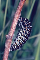 Papilio machaon