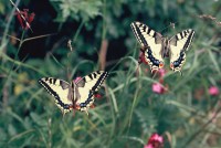 Papilio machaon