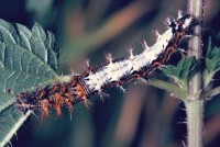 Polygonia c-album