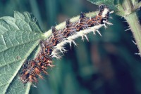 Polygonia c-album