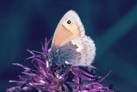 Coenonympha pamphilus