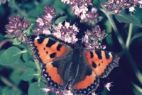 Aglais urticae