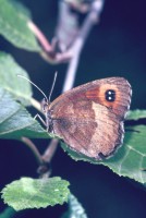 Erebia aethiops