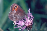 Erebia aethiops