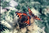 Aglais urticae