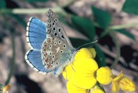 Lysandra bellargus