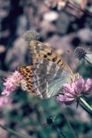 Argynnis paphia