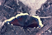 Nymphalis antiopa