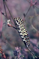 Papilio machaon