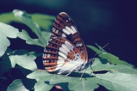 Limenitis camilla