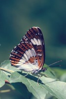 Limenitis camilla