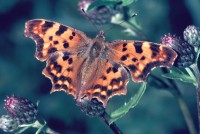 Polygonia c-album