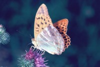 Argynnis paphia