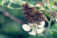 Polygonia c-album