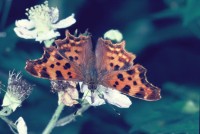 Polygonia c-album