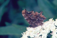 Polygonia c-album