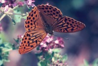 Argynnis paphia