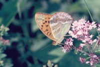 Argynnis paphia