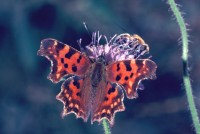 Polygonia c-album