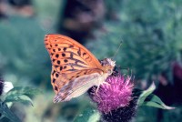 Argynnis paphia