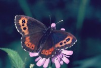 Erebia ligea