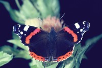 Vanessa atalanta