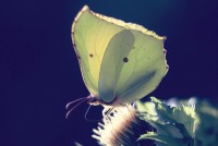 Gonepteryx rhamni