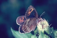 Erebia aethiops