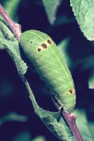 Iphiclides podalirius