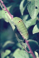 Iphiclides podalirius