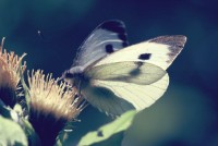 Pieris brassicae