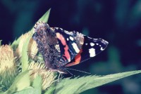 Vanessa atalanta