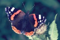 Vanessa atalanta