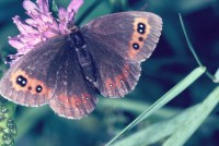 Erebia aethiops