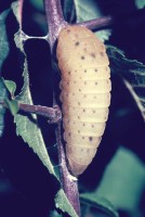 Iphiclides podalirius