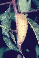 Iphiclides podalirius