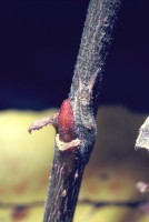 Apatura iris
