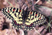 Zerynthia rumina